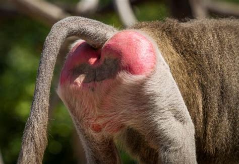 des fesses de babouin